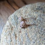 Boucles d'oreilles indiennes en quartz rose