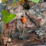 Bracelet chaîne cornaline argent